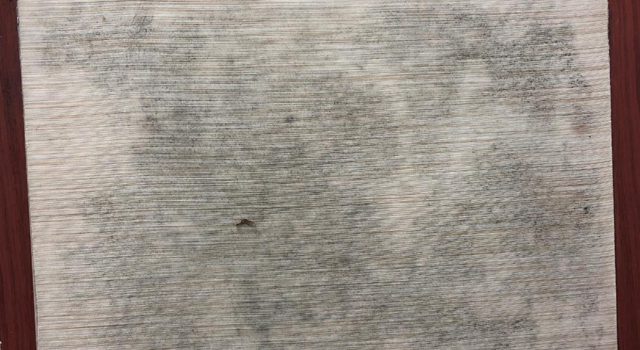 1659152628919953.jpg 墻紙發霉.jpg