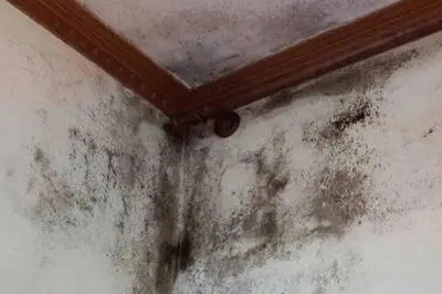 房間除霉.webp.jpg